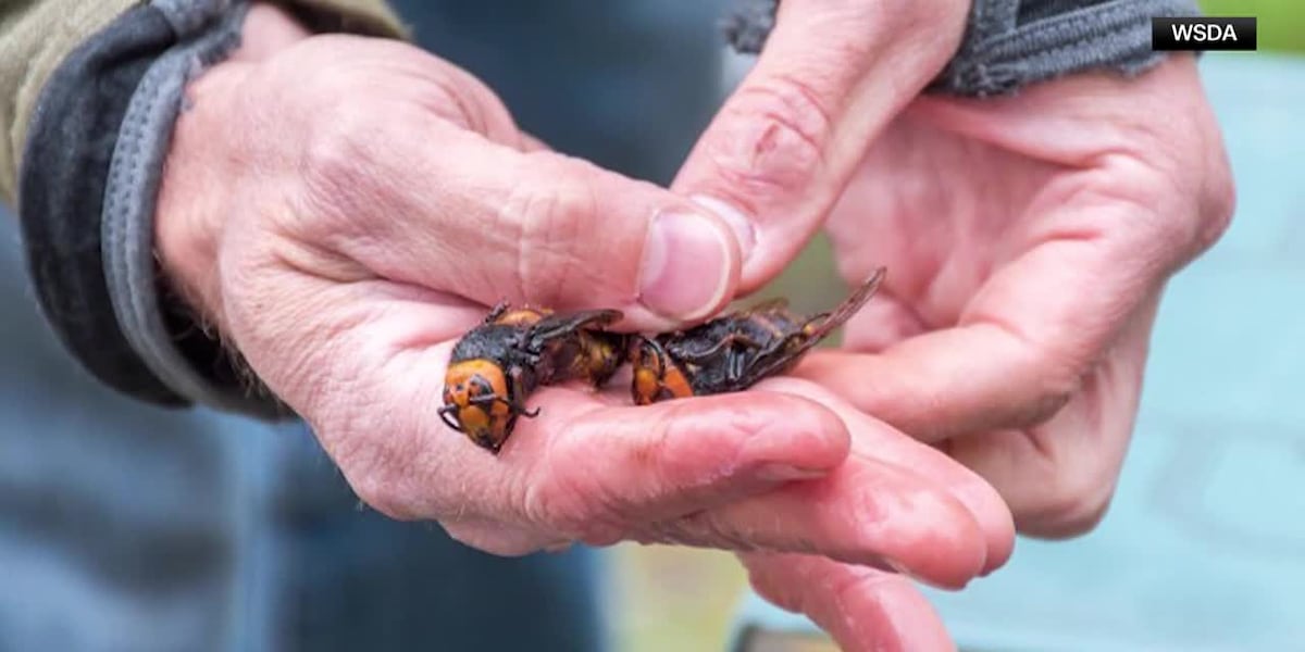 Invasive murder hornets are wiped out in the US, officials say [Video]