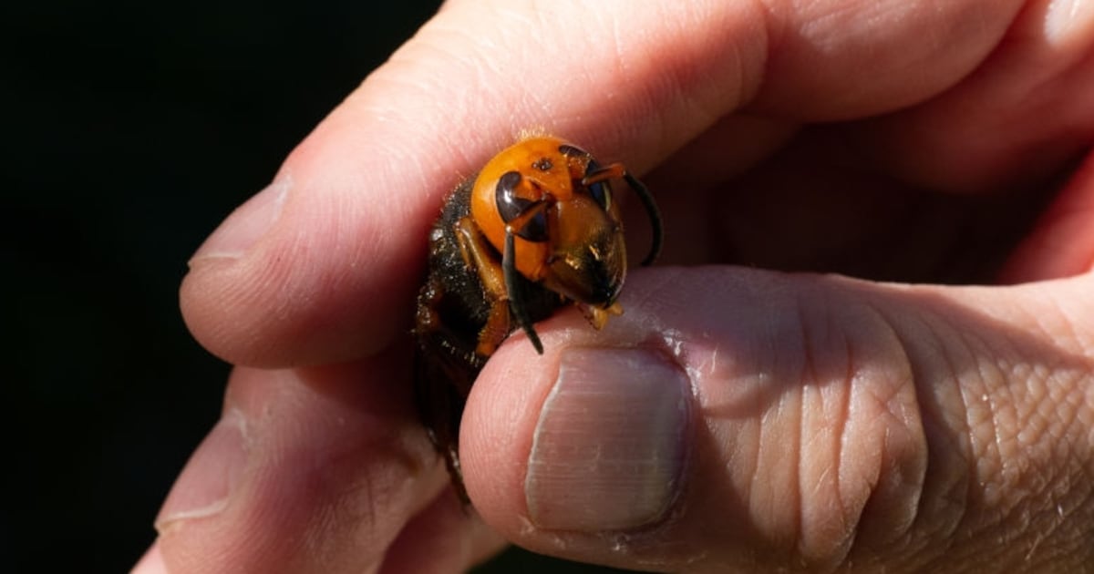 Murder hornets wiped out five years after first spotted in U.S.  WSOC TV [Video]