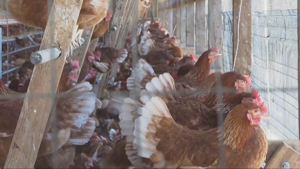 Canadian officials monitoring U.S. avian flu outbreak [Video]