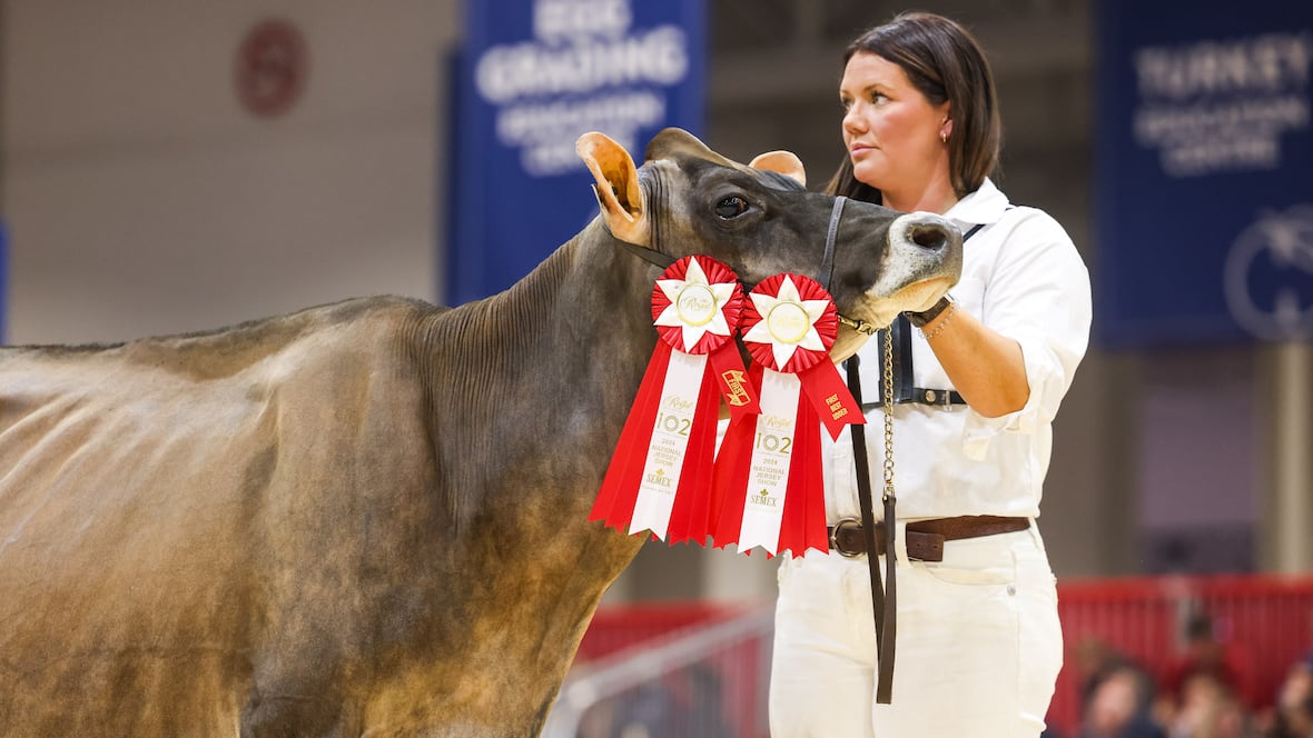 P.E.I. cow named grand champion at Canadas biggest agricultural expo [Video]