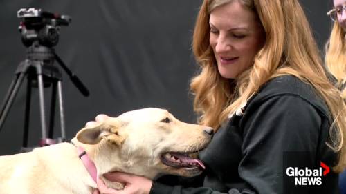 Sask. dog rescues call for foster families as winter settles in [Video]