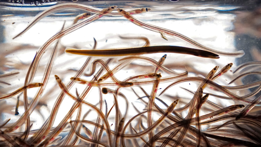 Problems with Ottawa’s elver fishery proposal [Video]