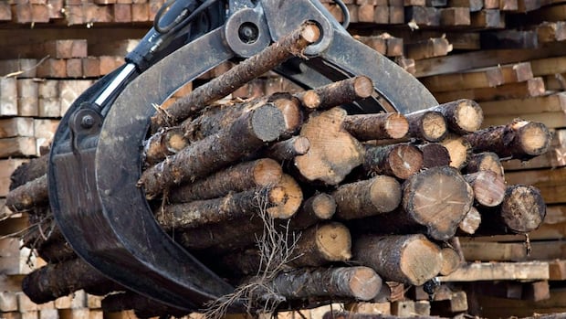 Quebec accused of catering to logging industry as it reviews how forests are managed [Video]