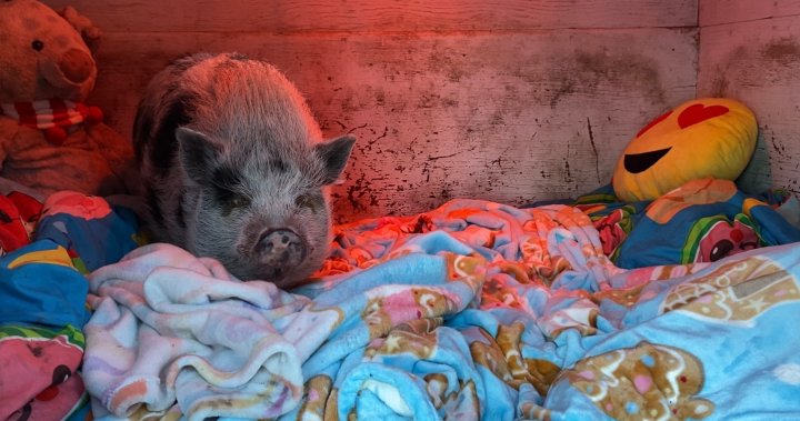 Heartwarming friendship blossoms at animal sanctuary south of Edmonton [Video]