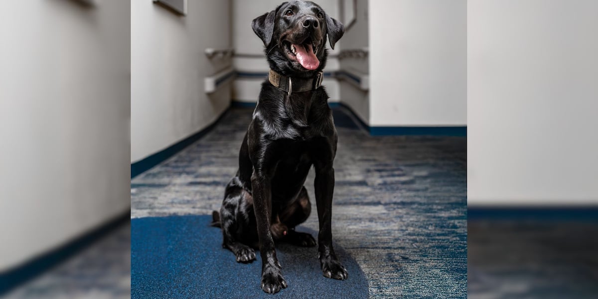 Asheville Police Department welcomes new K-9 officer [Video]