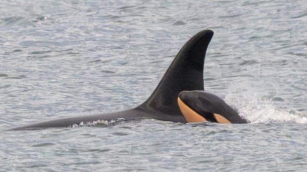 Newborn orca calf spotted, raising a little hope for endangered southern resident killer whales [Video]