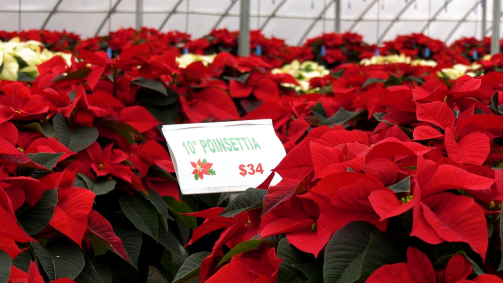 How to protect your poinsettias over the holidays [Video]