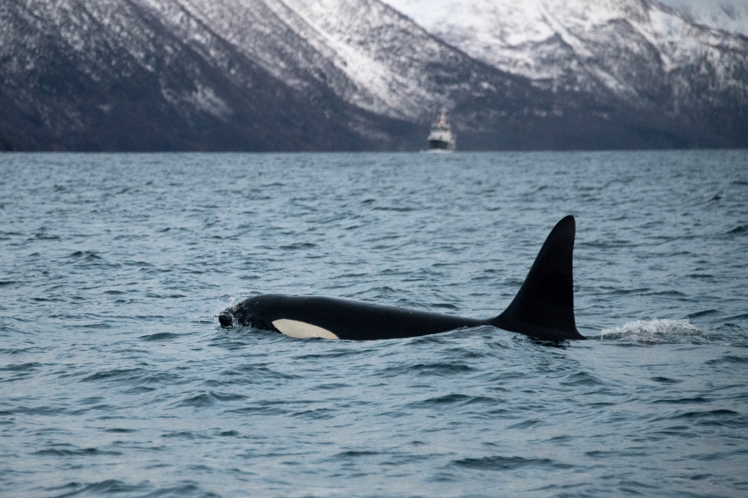 Orca Who Carried Dead Calf 1,000 Miles Gives Birth Again [Video]