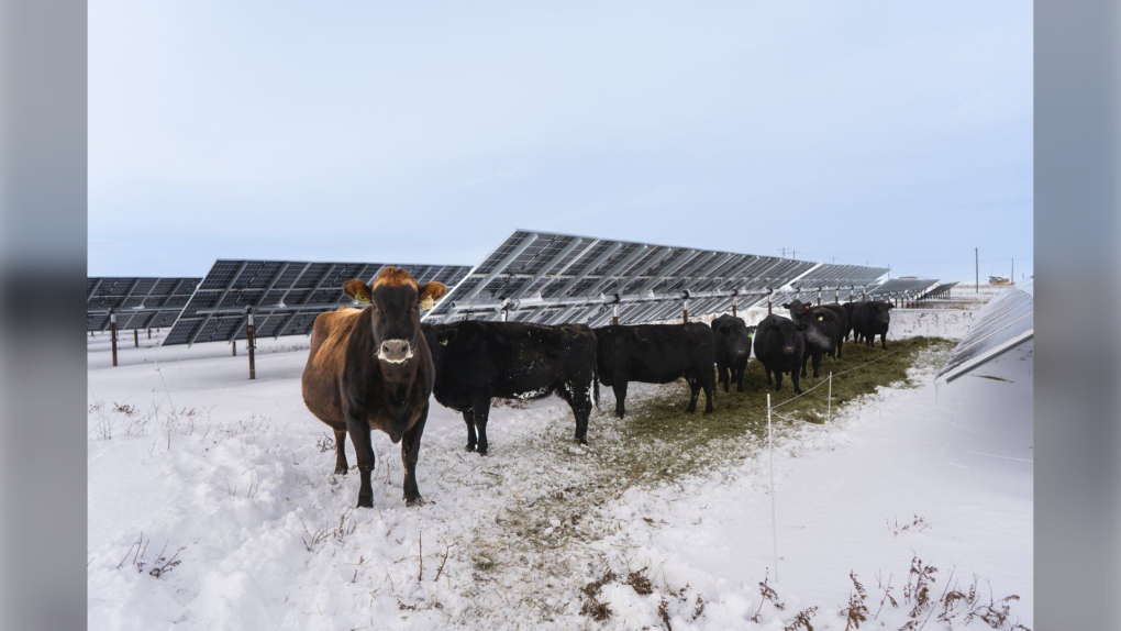 Alberta company blends solar energy production with agricultural activity [Video]