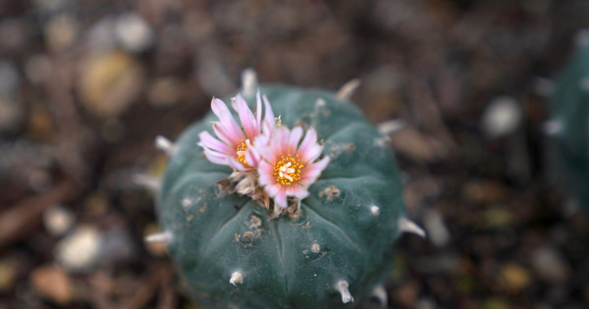 Peyote sacred to Native Americans threatened by psychedelic renaissance and development  WSOC TV [Video]