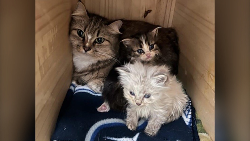 Cats rescued from abandoned vehicles in Metro Vancouver [Video]