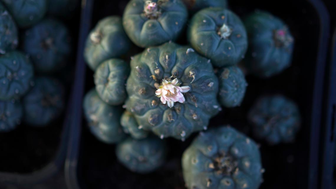 Native Americans worry about development of sacred peyote [Video]