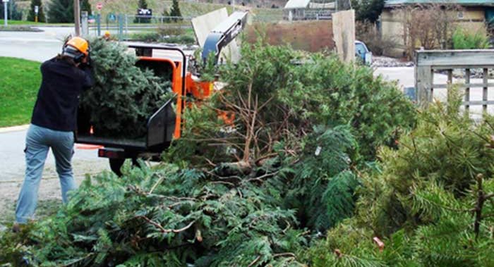 COMMENTARY: Take off the tinsel! What to do with your Christmas tree after the holidays [Video]