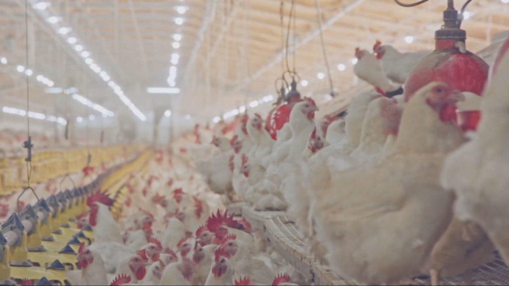 Avian flu cases are concerning Quebec health officials [Video]