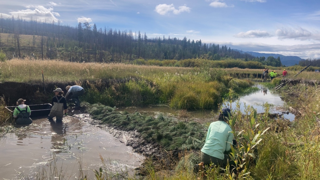 B.C. team building 100 ‘starter homes’ for beavers [Video]