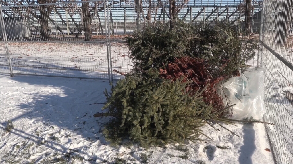 Where you can recycle your Christmas trees in Winnipeg [Video]