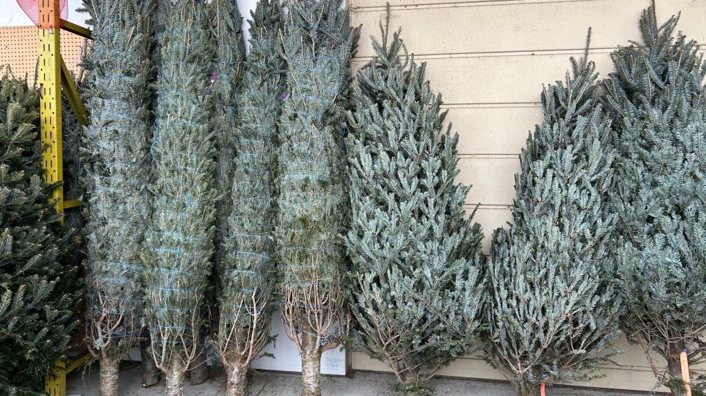 What to do with your Christmas tree after the holidays [Video]