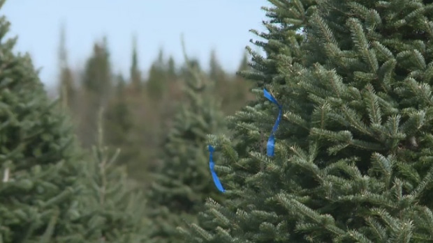 City of Ottawa has tips on what to do with your Christmas trees [Video]