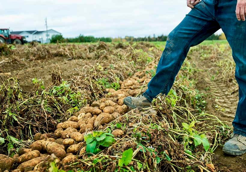 Global food yields have grown steadily during last six decades [Video]