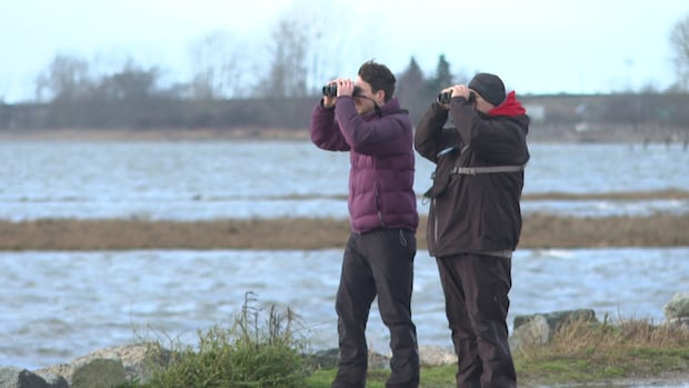 Binoculars in hand, B.C. birders unite for the annual Christmas Bird Count [Video]