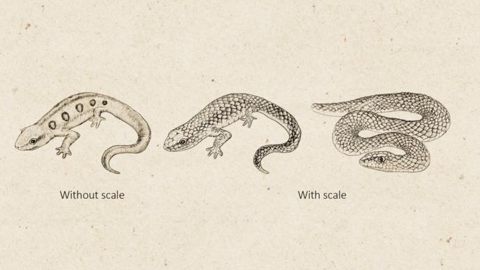 Monkeys recognize snakes by scale patterns: Study [Video]