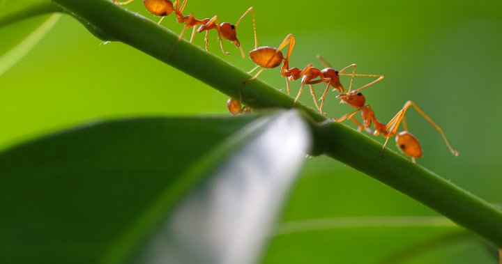 Superbugs are on the rise  could ants be our secret weapon? [Video]