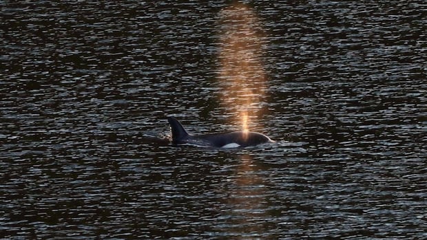 Orca calf swims out of lagoon after being trapped for a month [Video]