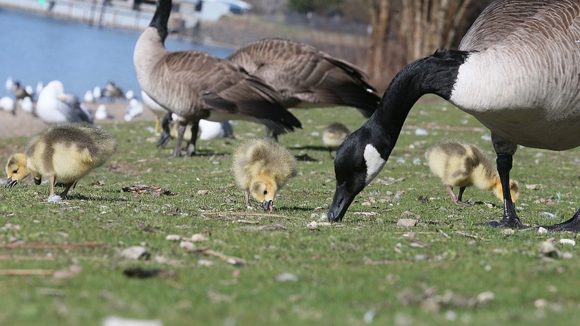 Is bird flu in my area of Ohio? ODNR lists suspected counties with sick birds [Video]