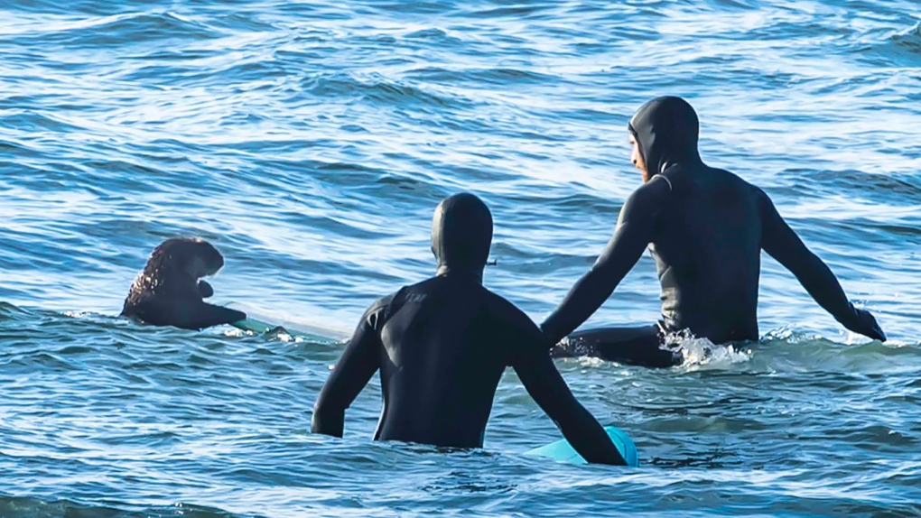 Surfing sea otter clambers onto board in B.C [Video]