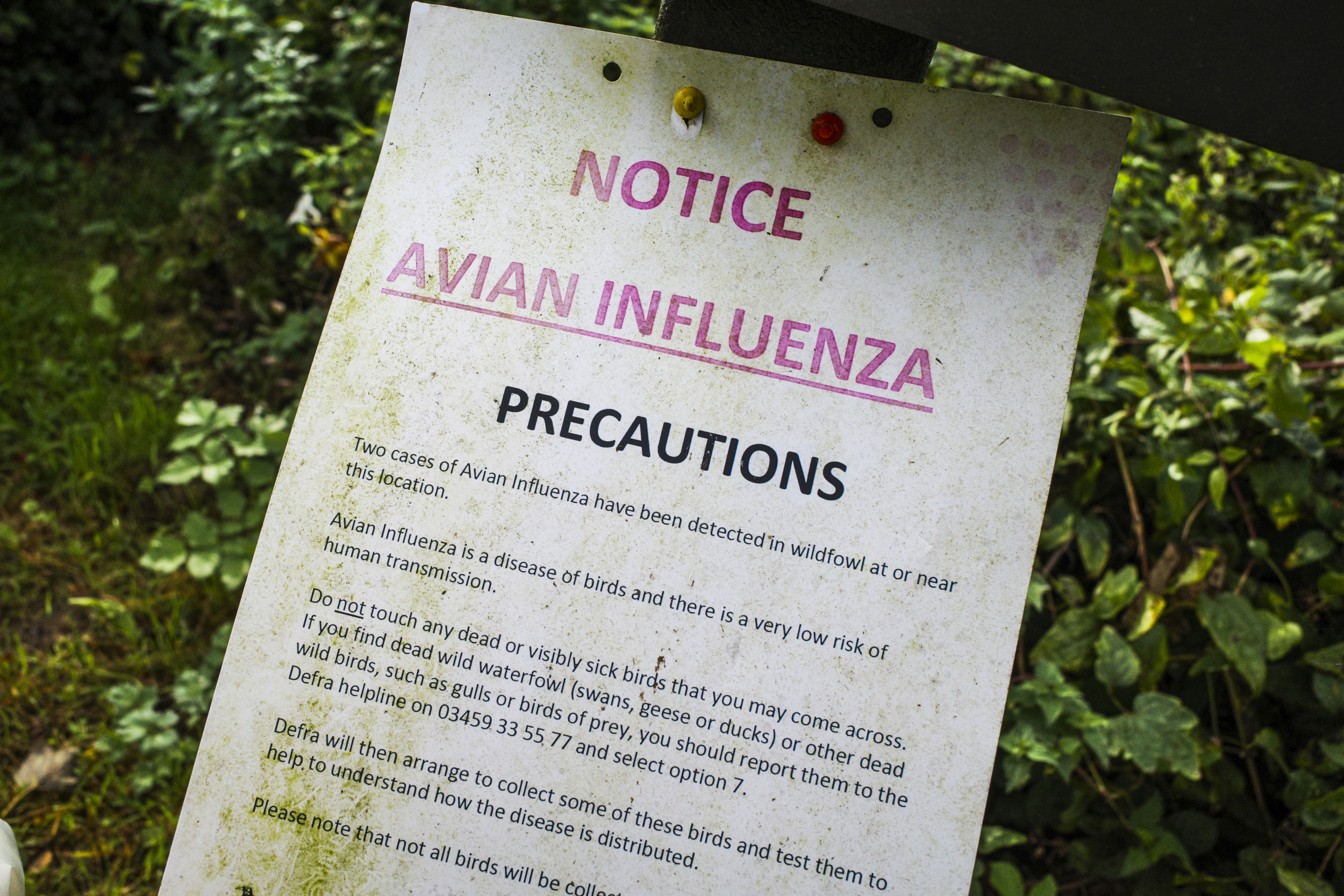 Teen Hospitalized for Bird Flu Shows ‘Worrisome’ Change in People [Video]