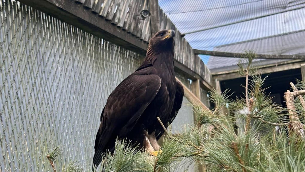 N.S. rescue awaits good weather to release eagle [Video]