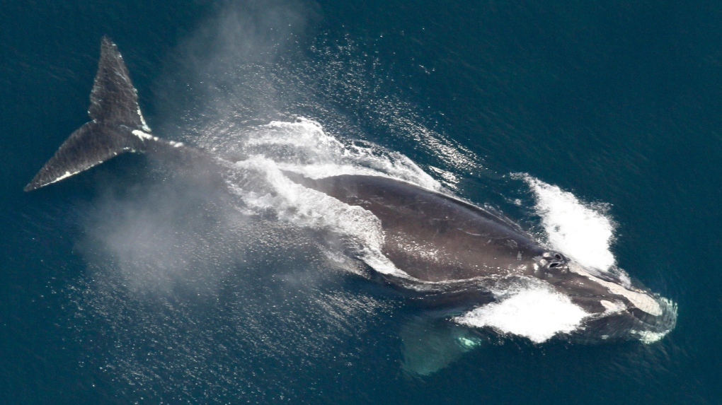 Threats to North Atlantic right whales have cut their lifespan: study [Video]