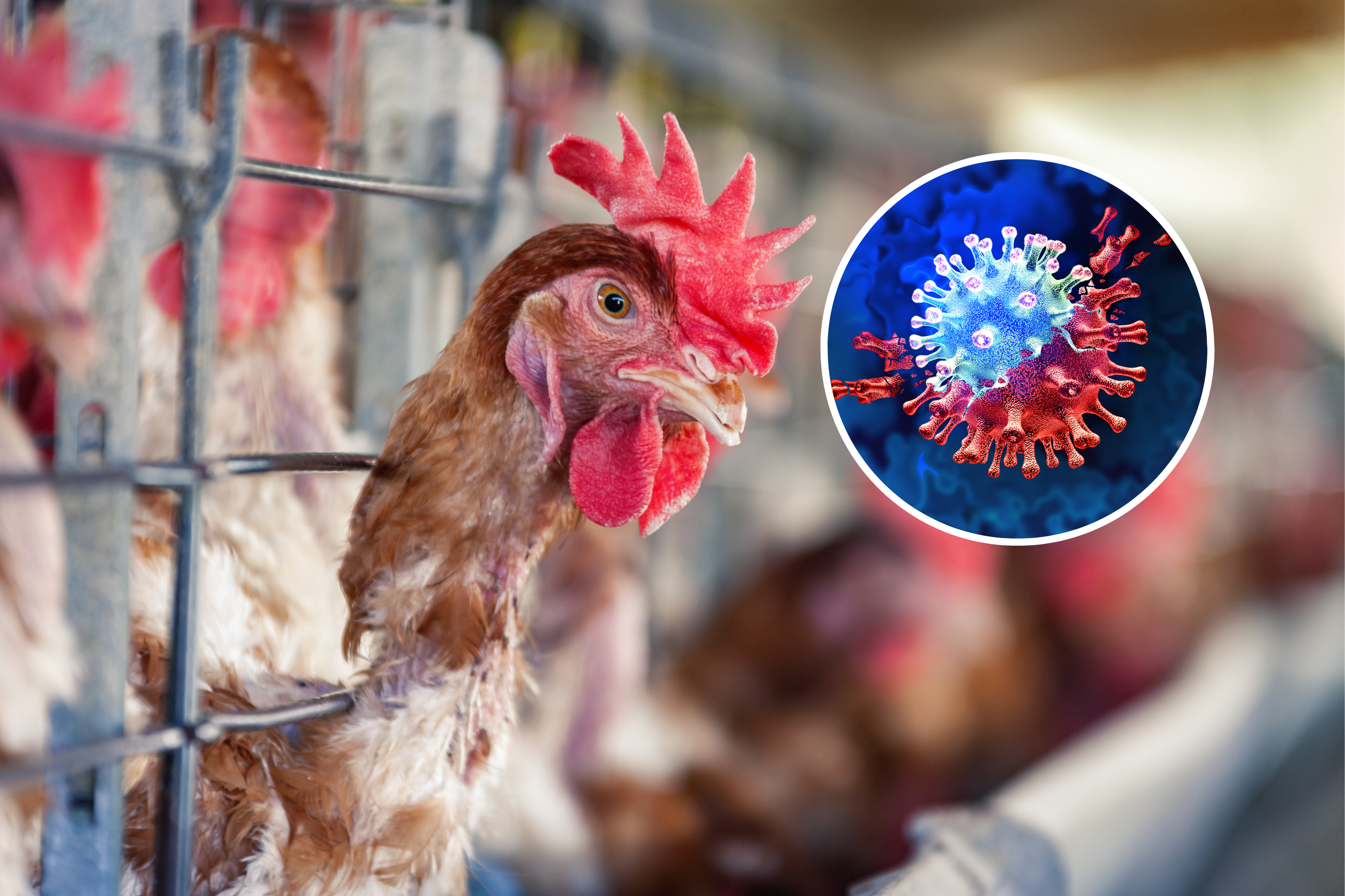 Bird Flu Warning Over New Virus Risk: ‘Significant Public Health Concern’ [Video]