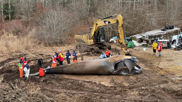 North Atlantic right whales should live past 100 years old. They’re dying around 22 [Video]