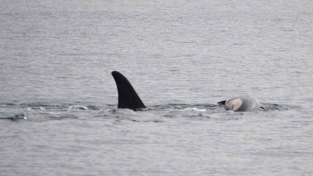 An orca that carried her dead calf for weeks in 2018 is doing so once again [Video]