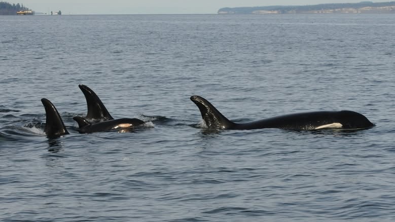 Grieving orca mother Tahlequah carries dead baby for the second time [Video]