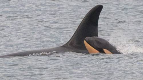 New orca calf confirmed, another dead [Video]