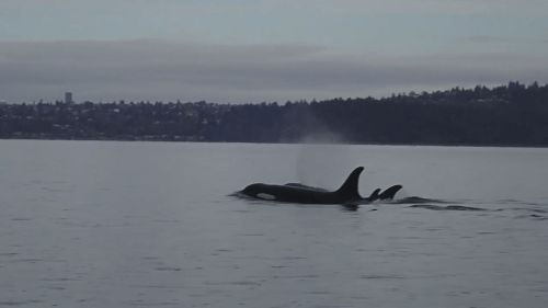 Orca carries body of her dead calf, just as she did for weeks in 2018 [Video]