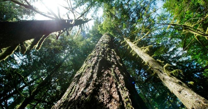 Halton Healthcare begins writing prescriptions for nature for patients [Video]