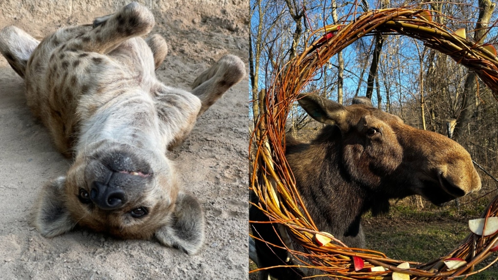 Toronto Zoo bids goodbye to 2 long-term resident animals [Video]