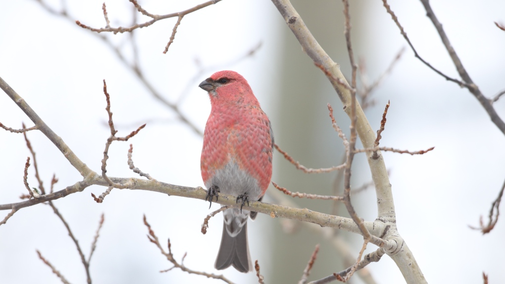 Christmas Bird Count looks at avian health in Winnipeg, North America [Video]