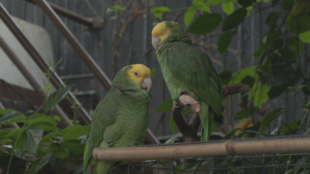 Vancouver’s Bloedel Conservatory reopens | CTV News [Video]