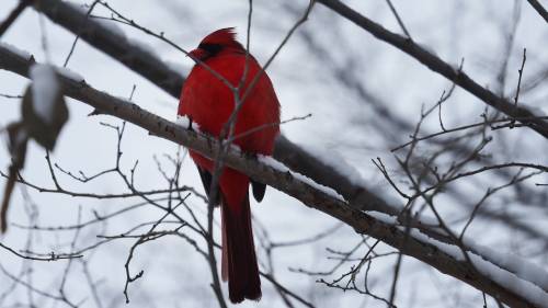 Winter blast set to swoop in across Canada, U.S. [Video]