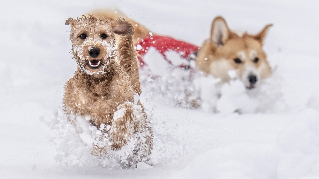 Heavy snow disrupts travel across the U.K. and Germany [Video]