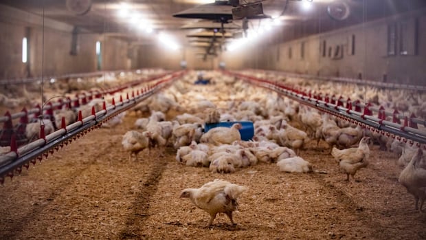 7 southwestern Ontario poultry farms in quarantine after avian flu outbreak [Video]