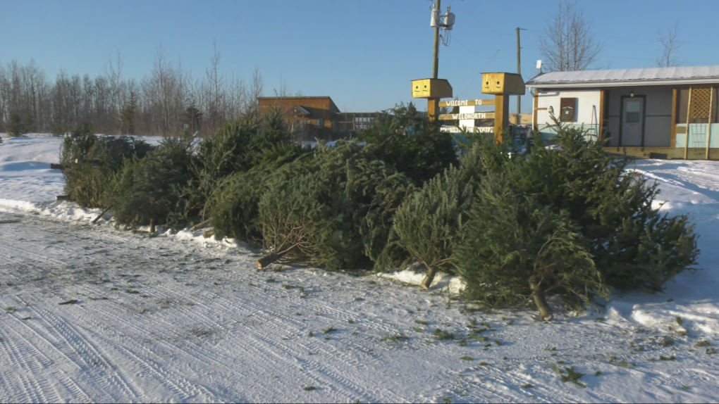 WildNorth reaches Christmas tree donation goal [Video]