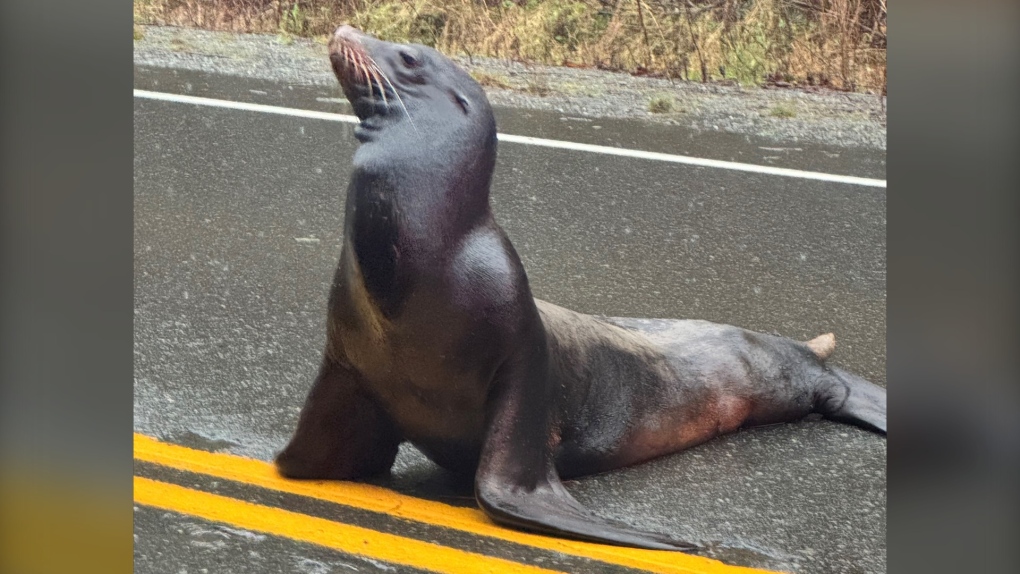 Concern grows as sea lion repeatedly wanders onto Vancouver Island highway [Video]