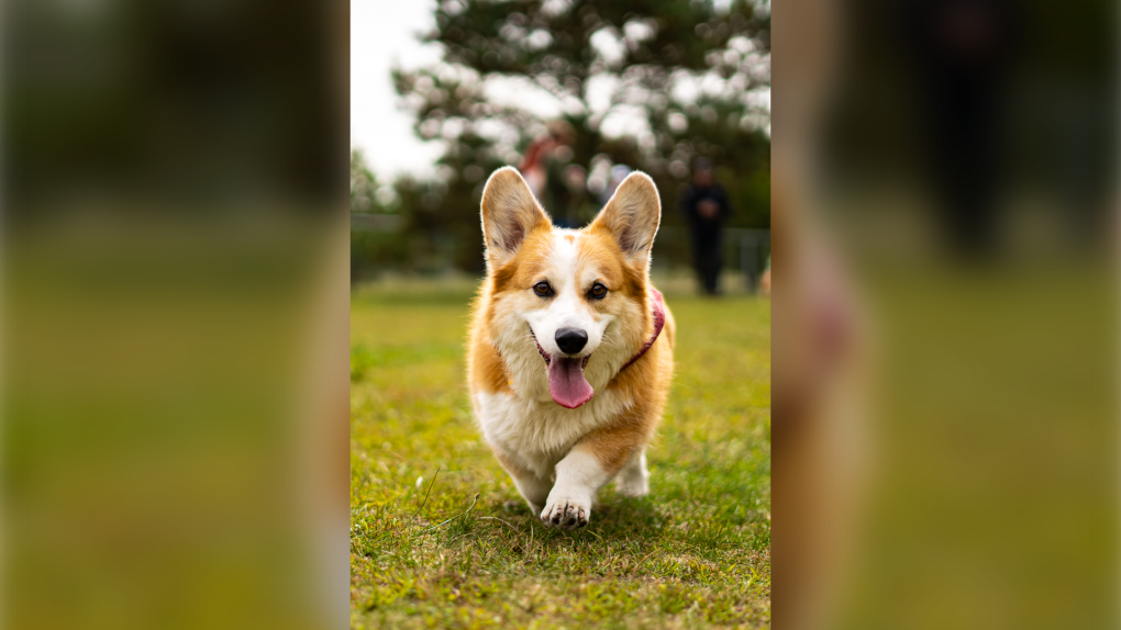 Famous corgi from Kitchener, Ont. saves owner [Video]