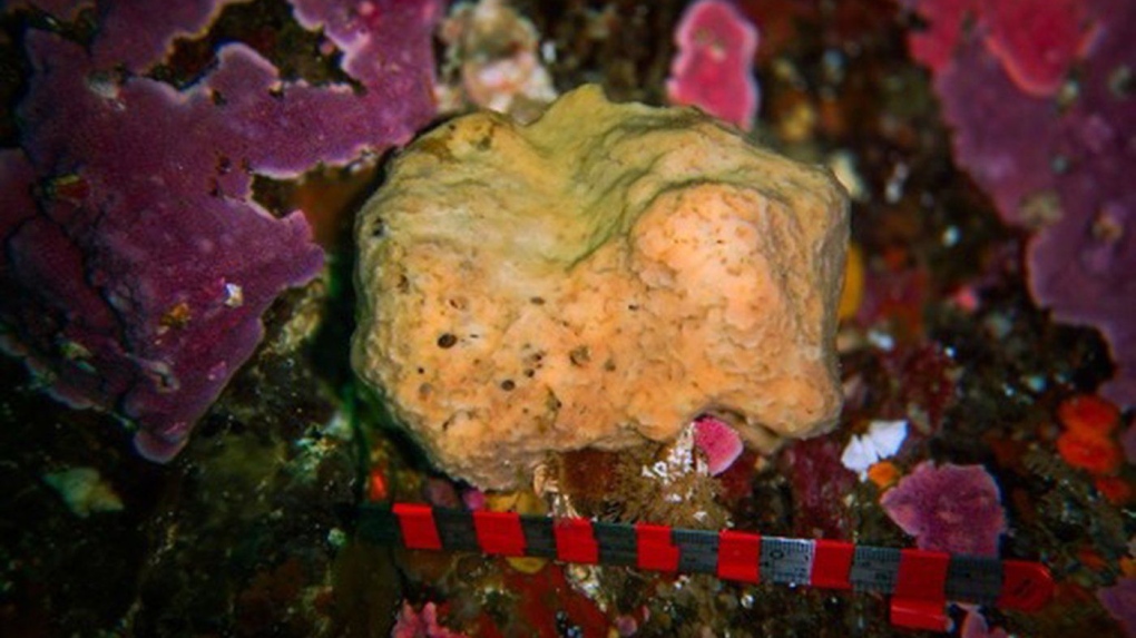 What is a sneezing sea sponge? [Video]