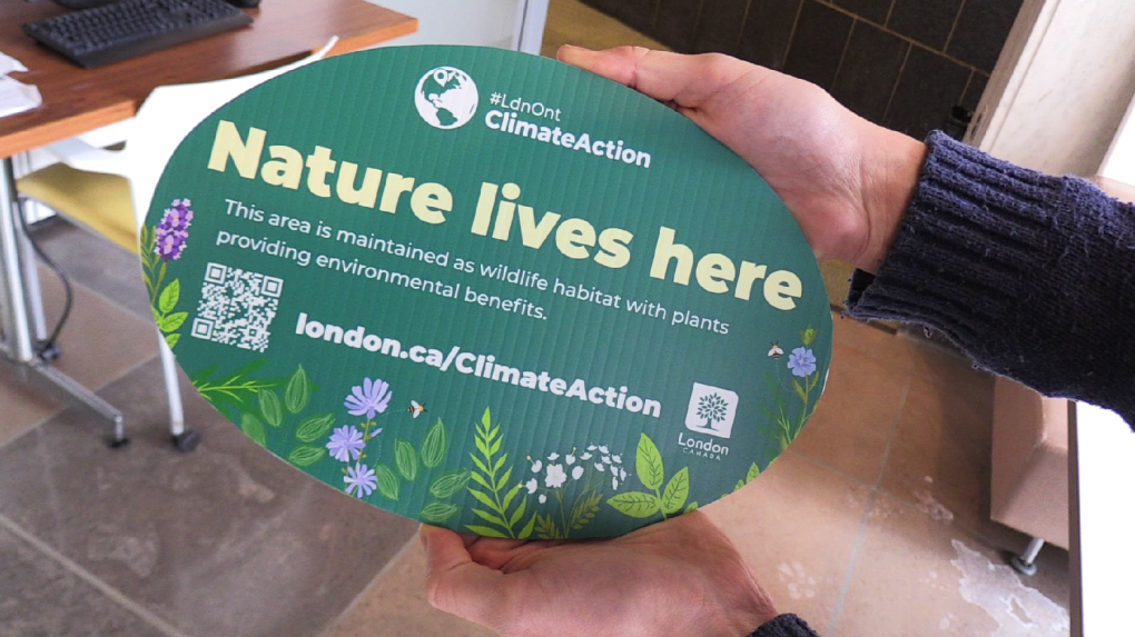 Sign intend to educate Londoners about naturalized lawns [Video]